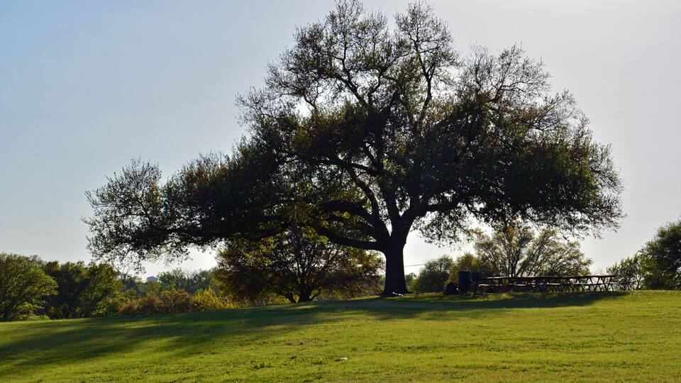 A large live oak tree is outlined in a Texas park.