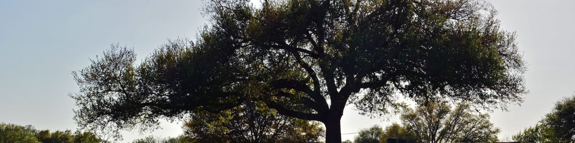 A large live oak tree is outlined in a Texas park.