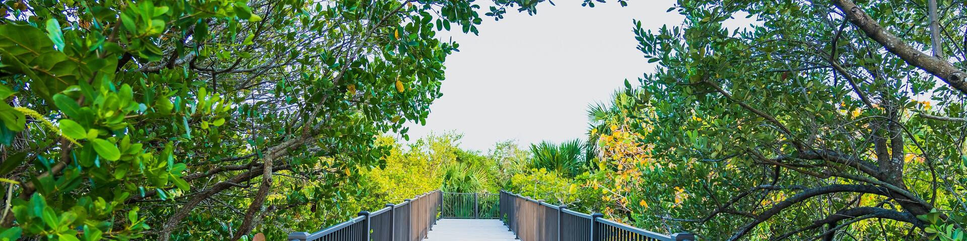 A wooden boardwalk amid swamps at Pelican Island National Wildlife Refuge, Florida. A beautiful location for viewing local bird habitats, hiking trails, and excursions