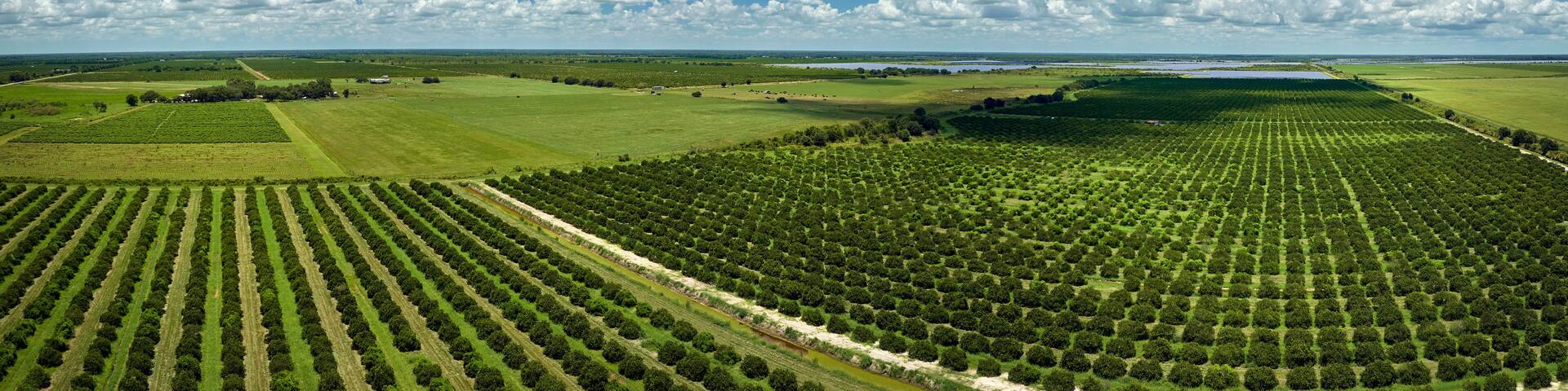 An aerial view of a large agricultural field with rows of crops and a river running through it.