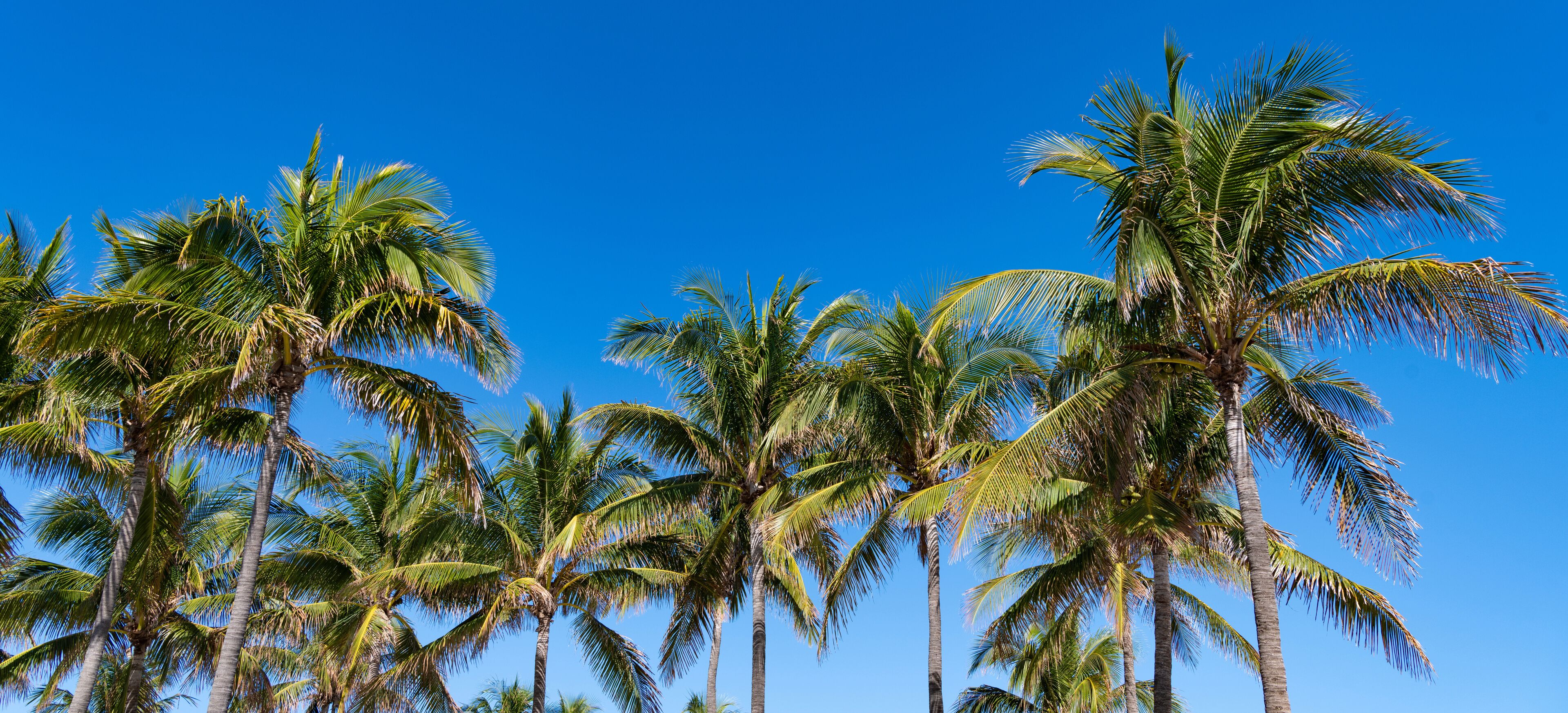 Summer vacation in Florida. Palm tree of California. Tropical beach in Miami. Tropical outdoor scene with palm tree. Tropical summer vacation. Exotic nature. Palm tree. Tropical palm grove