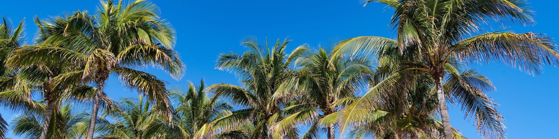 Summer vacation in Florida. Palm tree of California. Tropical beach in Miami. Tropical outdoor scene with palm tree. Tropical summer vacation. Exotic nature. Palm tree. Tropical palm grove