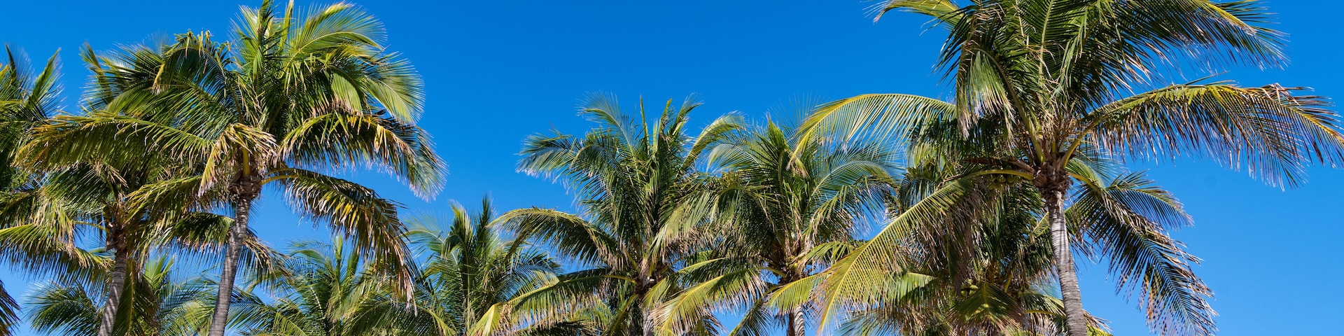 Summer vacation in Florida. Palm tree of California. Tropical beach in Miami. Tropical outdoor scene with palm tree. Tropical summer vacation. Exotic nature. Palm tree. Tropical palm grove