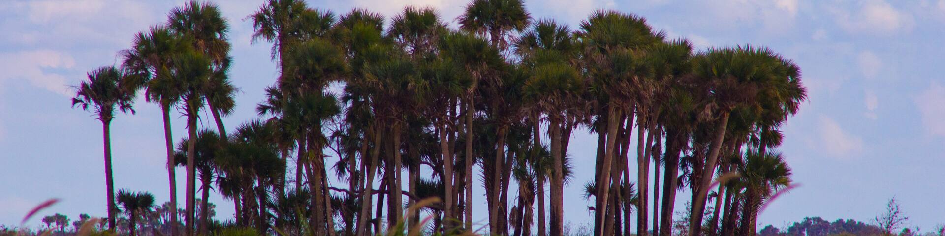 View from Military Trail, Kissimmee Prairie Preserve State Park, Florida