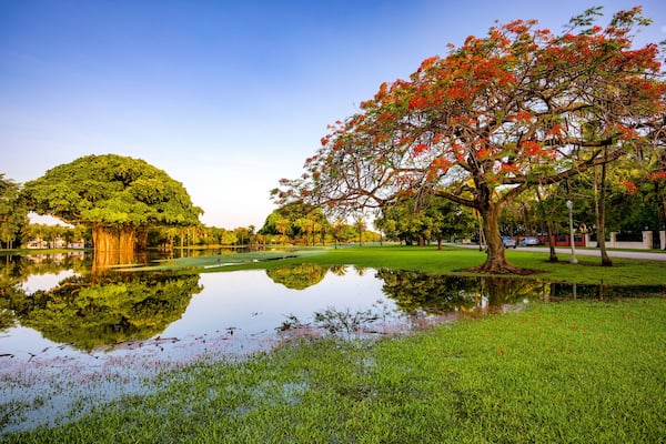 Ein friedlicher Park mit Teich, üppigem Grün und einem großen Baum mit roten Blüten.