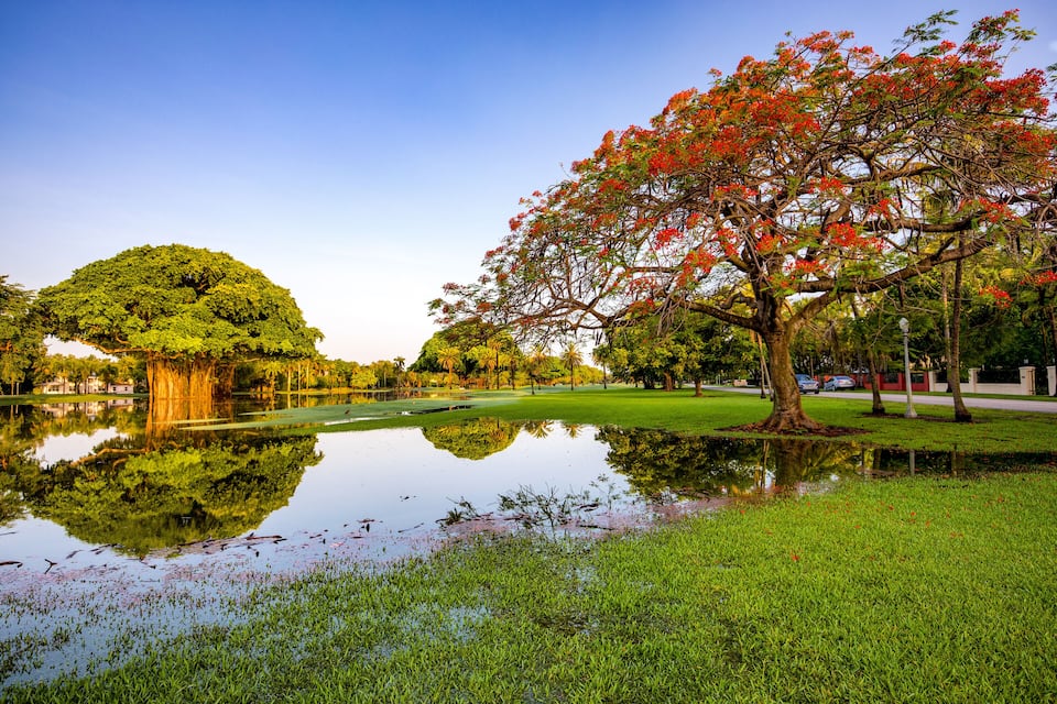 Un parque tranquilo con un estanque, abundante vegetación y un gran árbol con flores rojas.
