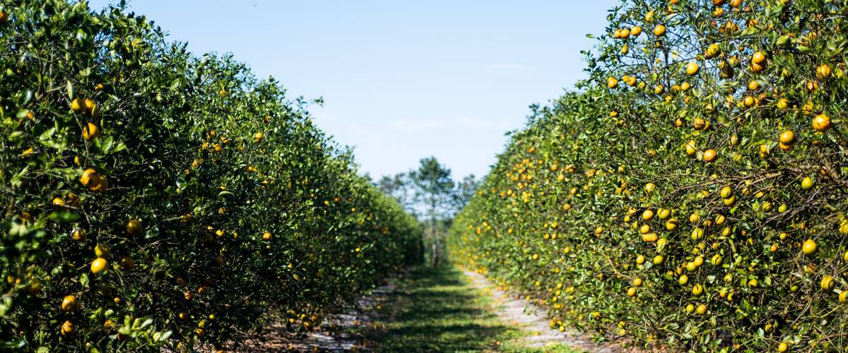 Aisle of an orange Grove in Florida