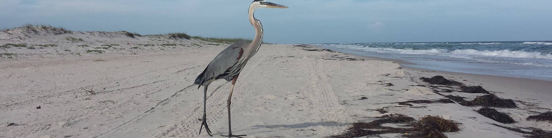 If you want a beach all to yourself, St. George Island State Park is the place. You have miles and miles and miles of beach to yourself. You can relax, enjoy the sun, surf, seashells and the locals seen here without a crowd of others. Surf fishing is fun too! #BeachTips