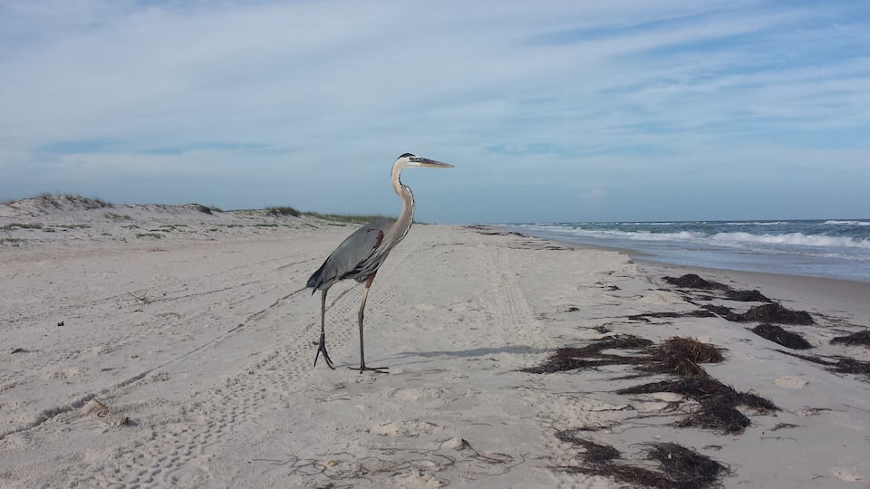 If you want a beach all to yourself, St. George Island State Park is the place. You have miles and miles and miles of beach to yourself. You can relax, enjoy the sun, surf, seashells and the locals seen here without a crowd of others. Surf fishing is fun too! #BeachTips