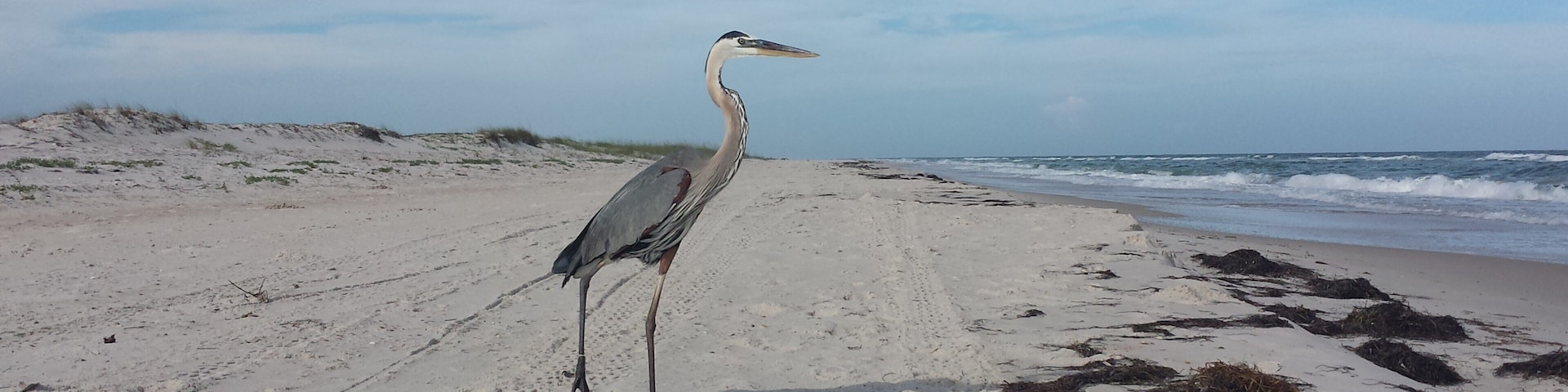 If you want a beach all to yourself, St. George Island State Park is the place. You have miles and miles and miles of beach to yourself. You can relax, enjoy the sun, surf, seashells and the locals seen here without a crowd of others. Surf fishing is fun too! #BeachTips