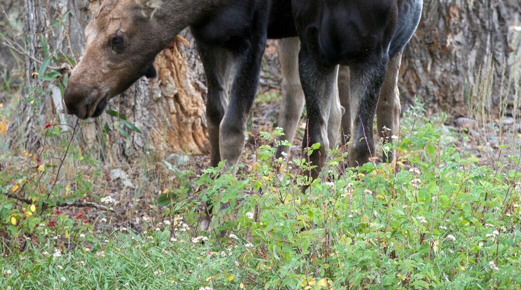 Moose yearlings, siblings near Gros Ventre River, Jackson, Wyoming, North America. (Alces alces). Shiras subspecies.