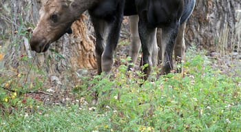 Moose yearlings, siblings near Gros Ventre River, Jackson, Wyoming, North America.