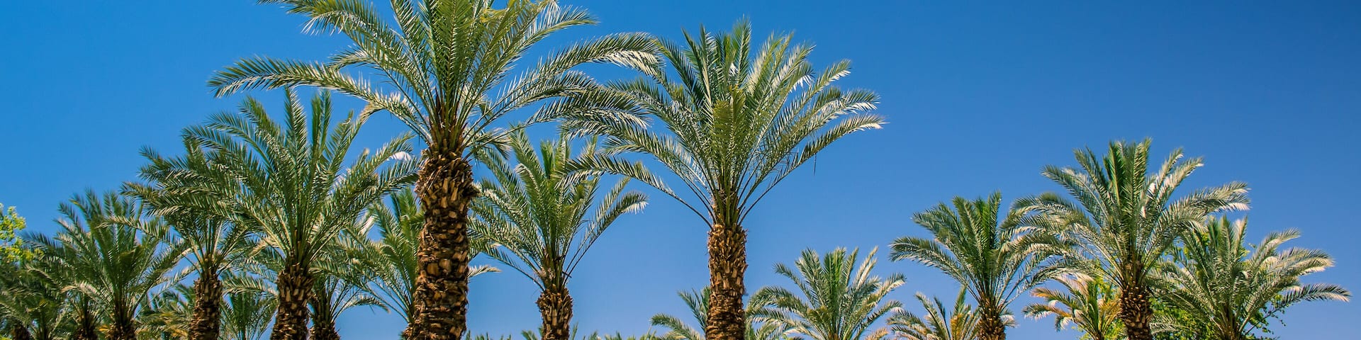 palm trees colorful park nature outdoor city square area in summer season warm and bright lighting, photography from below on vivid blue sky background