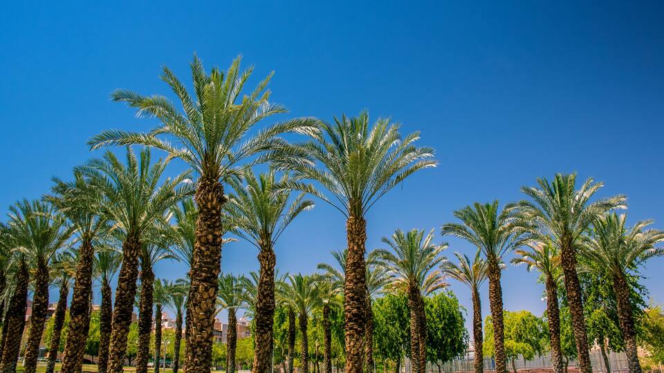 palm trees colorful park nature outdoor city square area in summer season warm and bright lighting, photography from below on vivid blue sky background