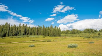 Colorado Summer Meadow