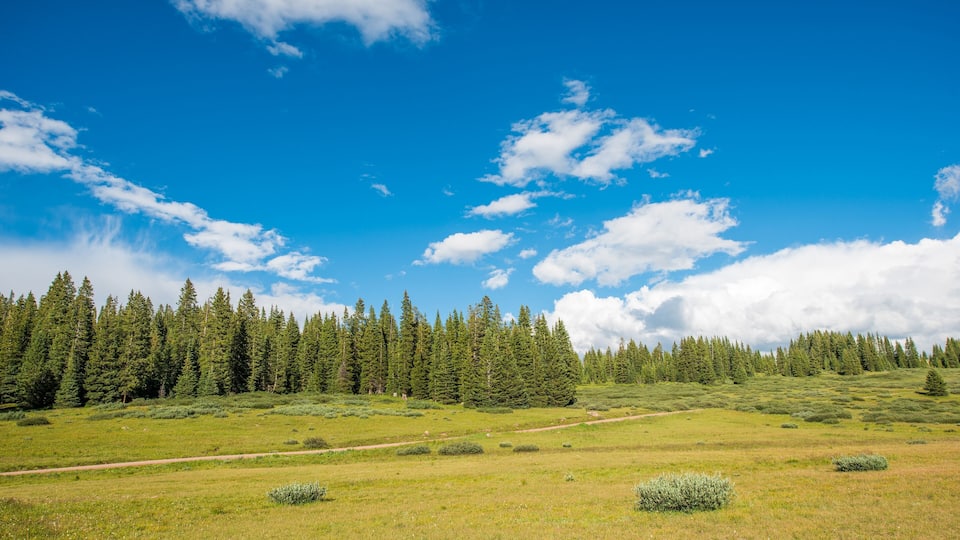 Colorado Summer Meadow