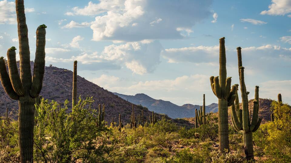 Saguaros at White Tank Mountain Regional Park in Waddell Arizona