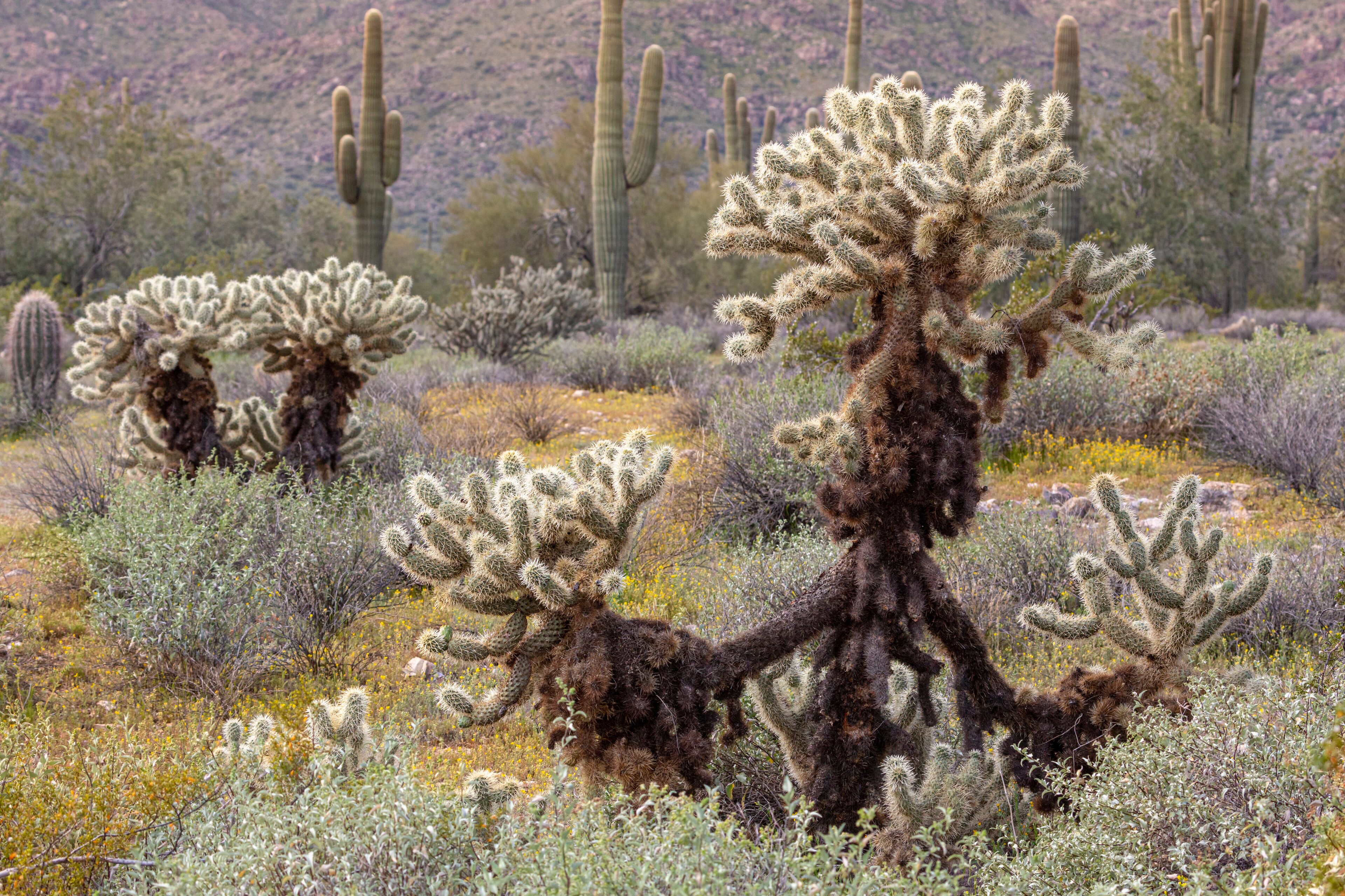 USA, Arizona, Surprise. Teddy bear cholla and saguaro cacti.