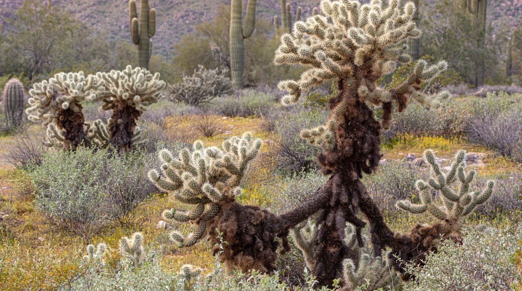 Surprise Original Townsite