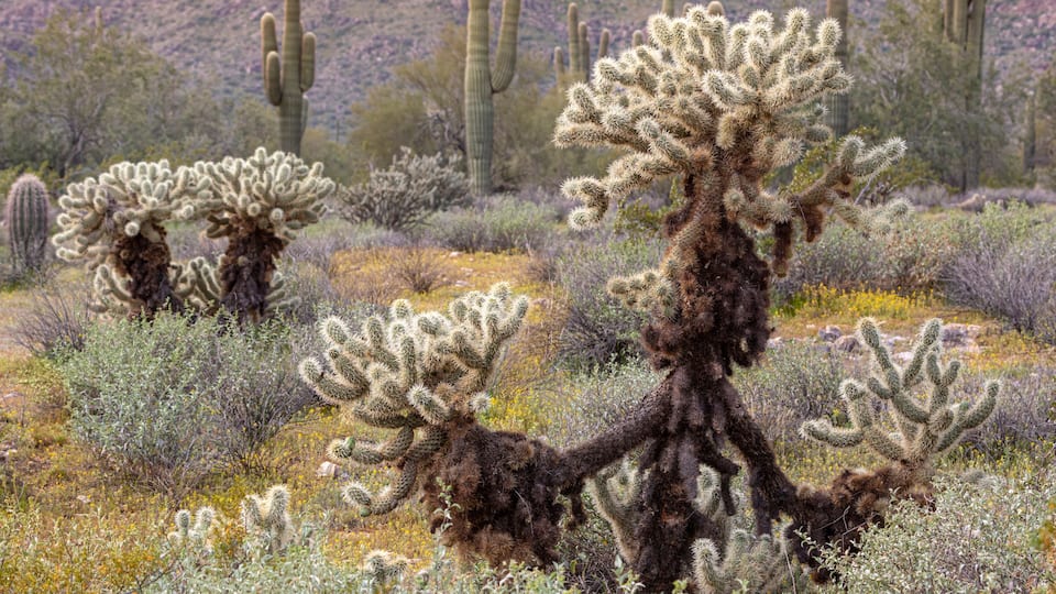 USA, Arizona, Surprise. Teddy bear cholla and saguaro cacti.