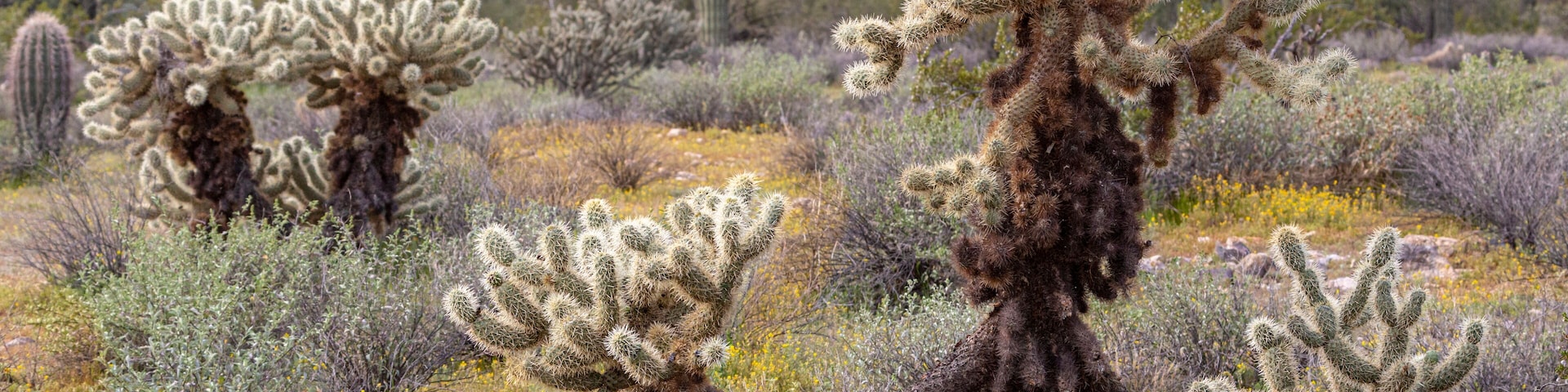 Paisagem desértica com cactos imponentes e vegetação escassa.