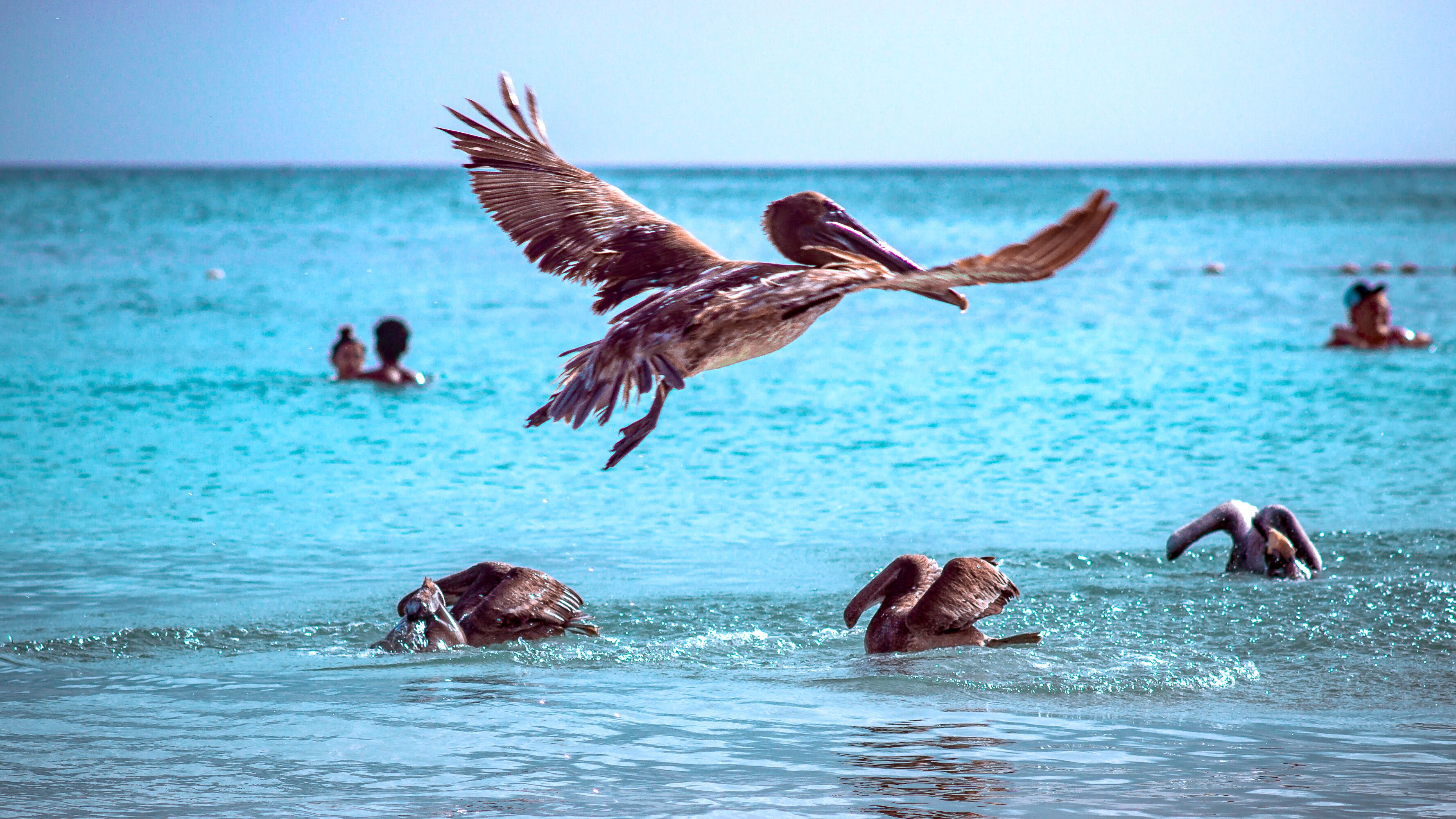 Pelicano sobrevolando la playa