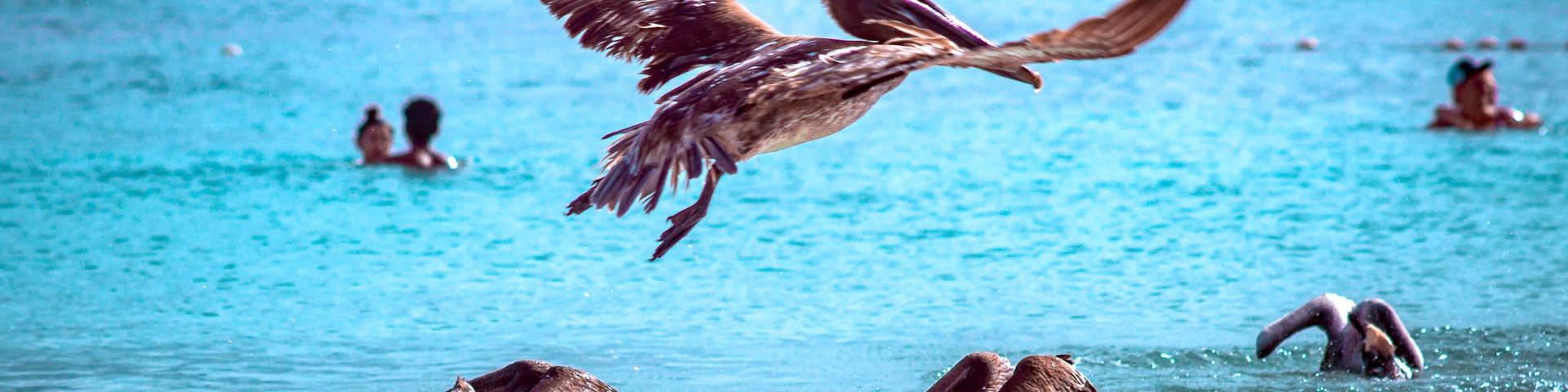 Pelicano sobrevolando la playa