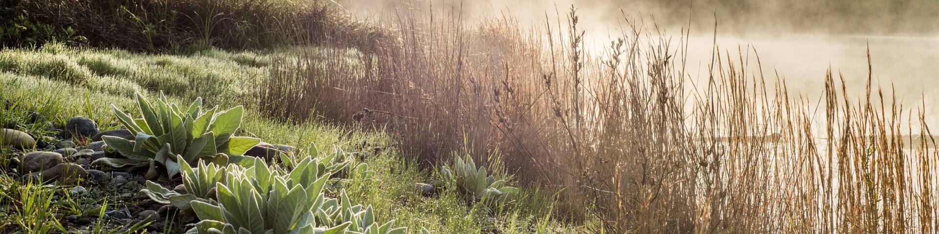 A misty lake surrounded by lush greenery and tall grasses.