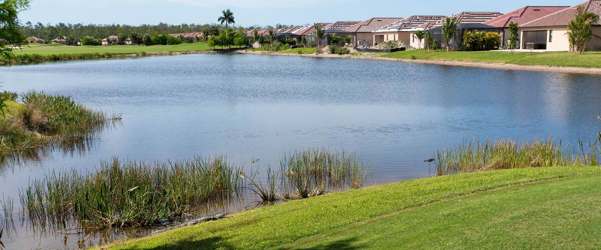 Alligators sunbathing on a golf course in Bonita Springs, Florida