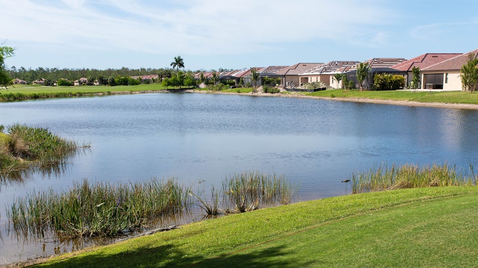 Alligators sunbathing on a golf course in Bonita Springs, Florida