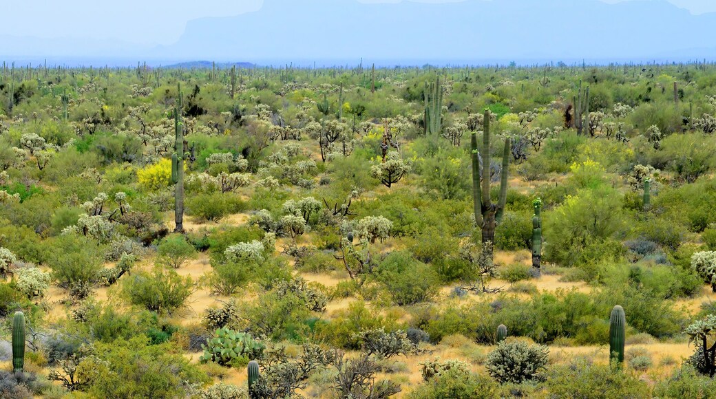 เดอะ สปริงส์