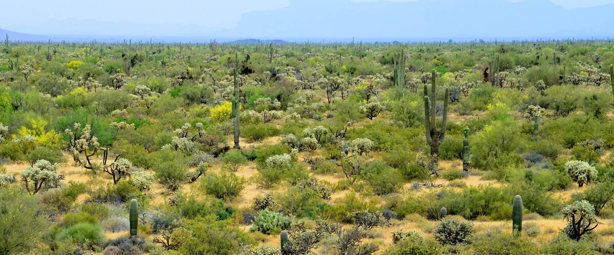 Panorama Landscape Sonoran Desert Arizona
