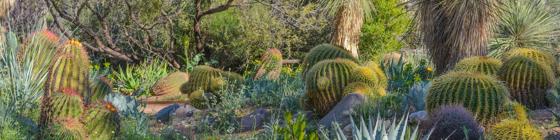 Cacti and Agave garden in Boyce Thompson Arboretum. Superior, Pinal County, Arizona USA