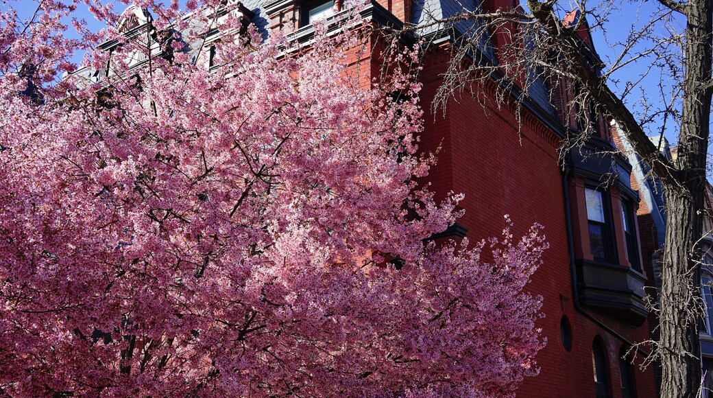 Cherry trees flowering in the historic area of Florida Avenue, Ledroit Park in Washington DC north-west during spring.