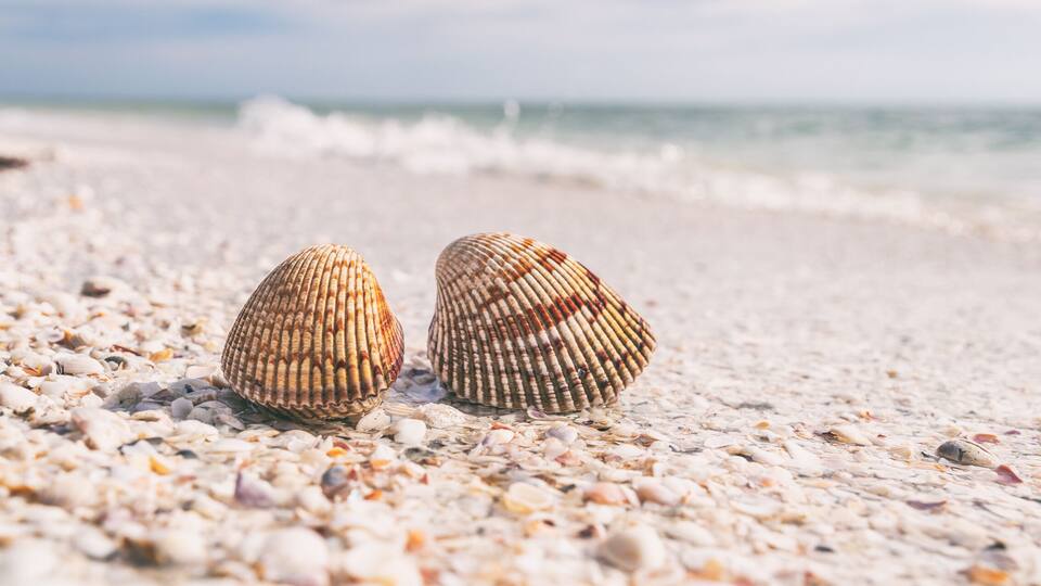 Seashells shelling activity on shell beach in Sanibel, Fort Myers , South Florida banner panorama background, USA travel.