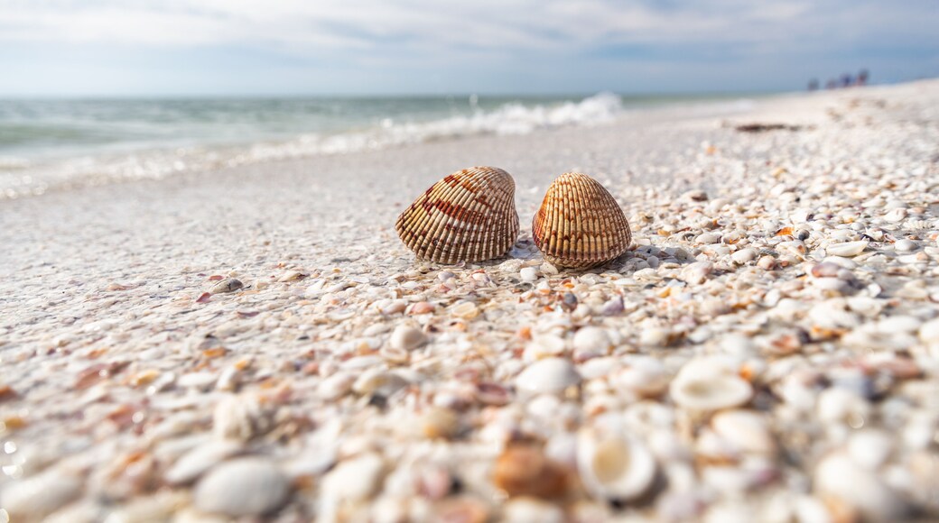 Seashells shelling activity on shell beach in Sanibel, Fort Myers , Southwest Florida coast, USA travel.