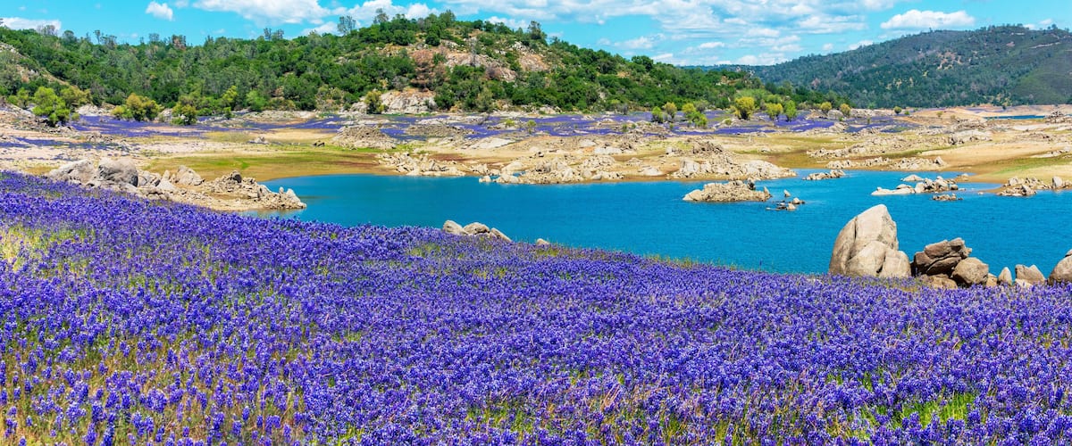 Panoramic scenic view. Purple fields of wildflower lupines super bloom on the scenic shore of drained Folsom Lake, California