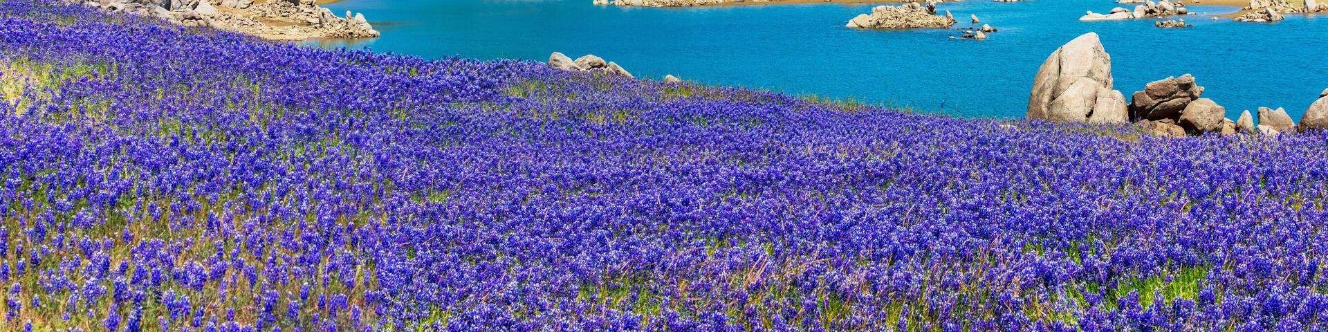 Panoramic scenic view. Purple fields of wildflower lupines super bloom on the scenic shore of drained Folsom Lake, California