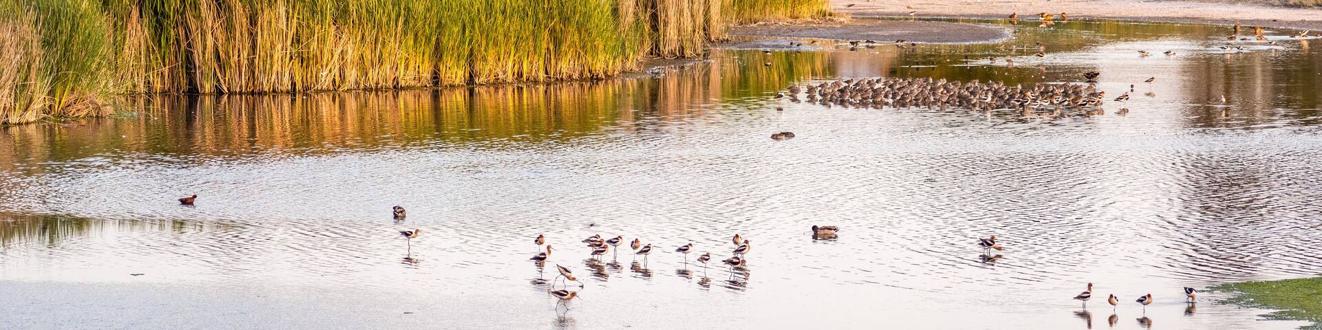 Sunset view of the marshes of South San Francisco Bay Area, with various birds resting and hunting in the shallow waters, Mountain View, California