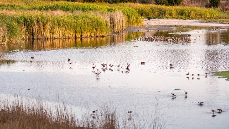 Sunset view of the marshes of South San Francisco Bay Area, with various birds resting and hunting in the shallow waters, Mountain View, California