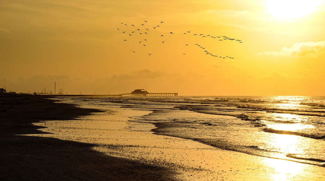Sunrise on Galveston Beach, with a swarm of seagulls soaring over the water.