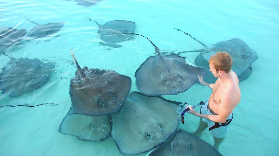 A person interacting with stingrays in clear water.