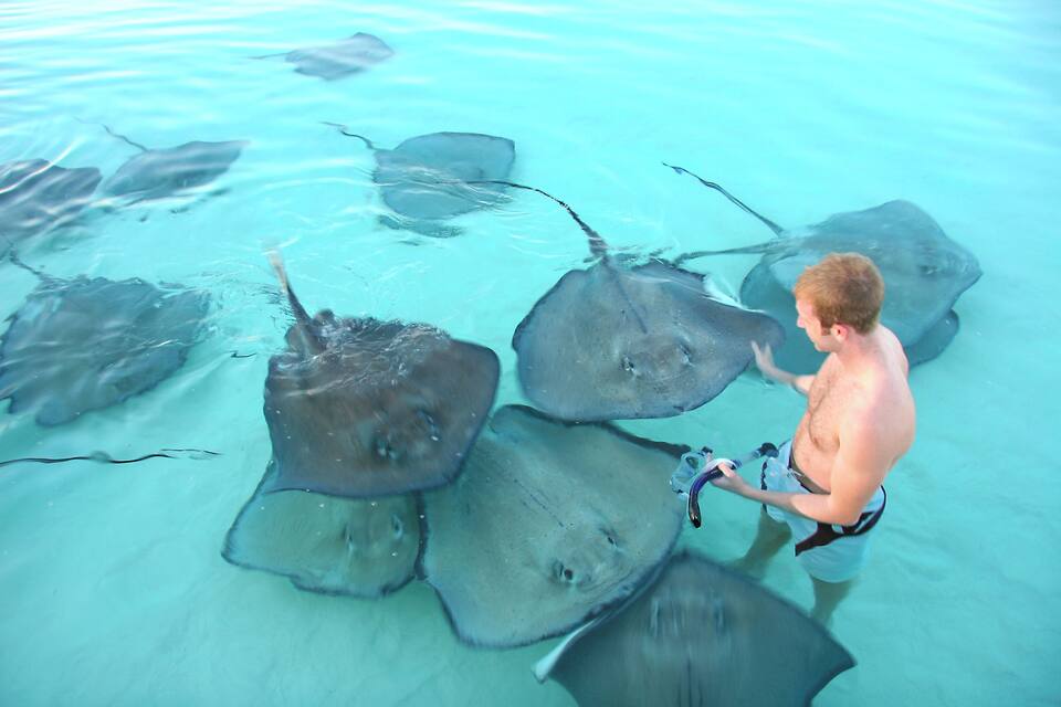 A person interacting with stingrays in clear water.