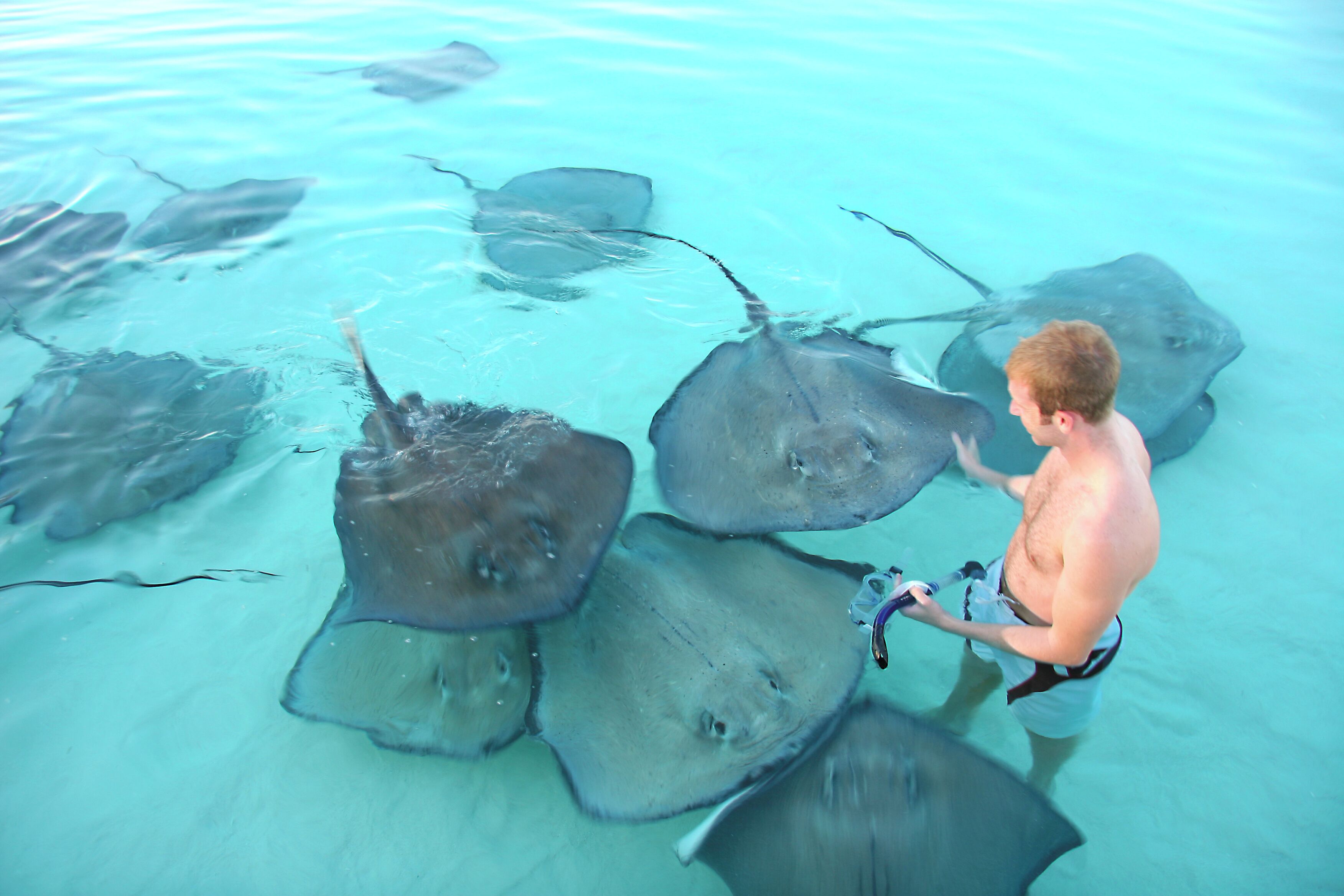 A person interacting with stingrays in clear water.