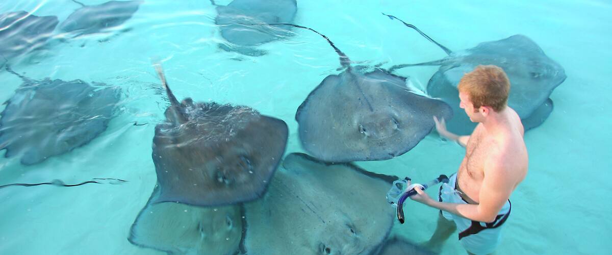A person interacting with stingrays in clear water.
