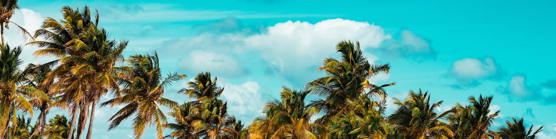 palm trees on the beach key Biscayne Florida
