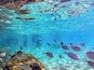 A school of fish swimming near a rocky underwater surface.