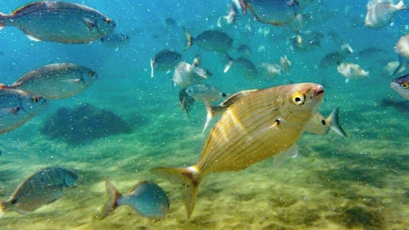 Great spot for beginners snorkeling.