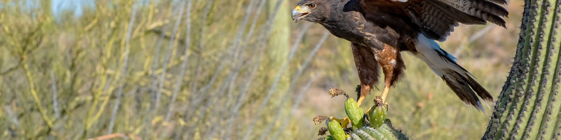 Juvenile Harris's Hawk landing on a Saguaro with Wings Spread