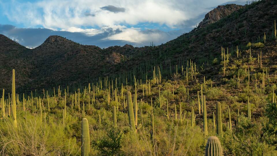 Panorama Of Shadows Begin To Blanket Wassen Peak And The Western Side Of Saguaro